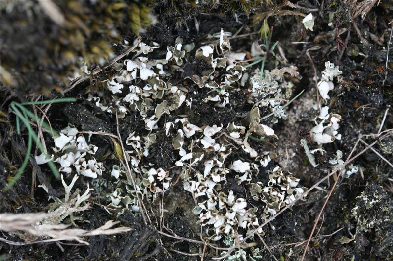 Cladonia pulvinata (door Laurens Sparrius)