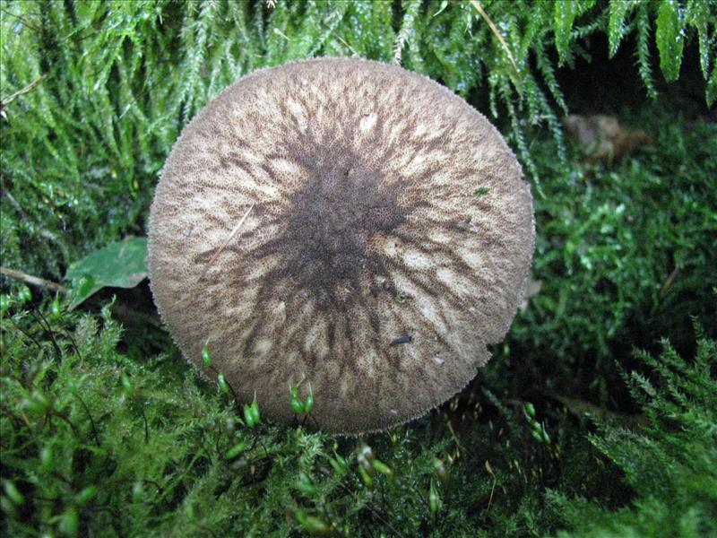 Pluteus umbrosus (door Hans Keppel)