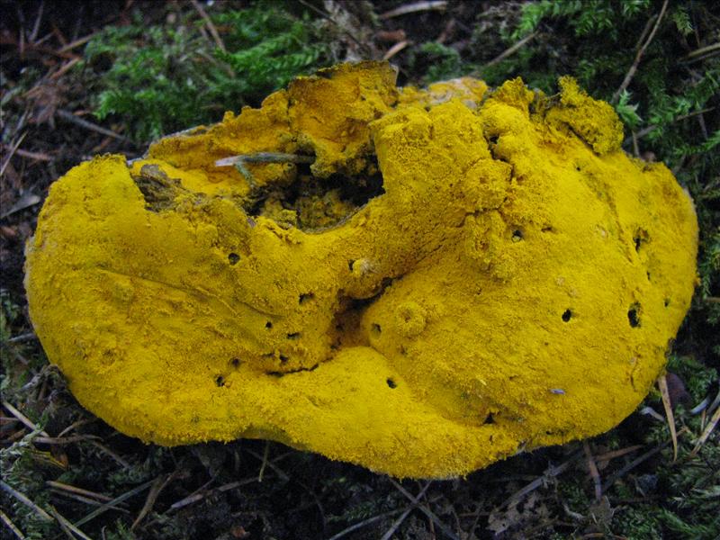 Hypomyces chrysospermus (door Hans Keppel)