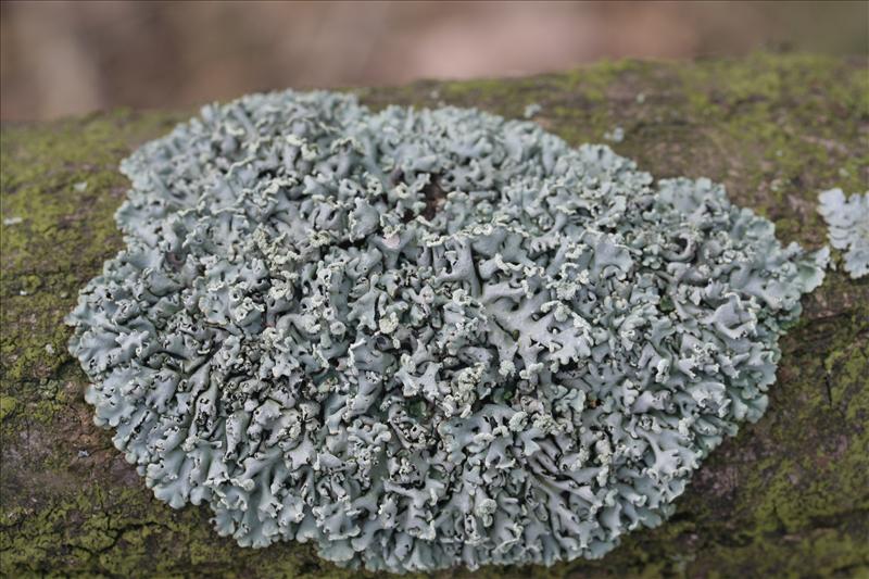 Hypogymnia physodes (door Laurens Sparrius)