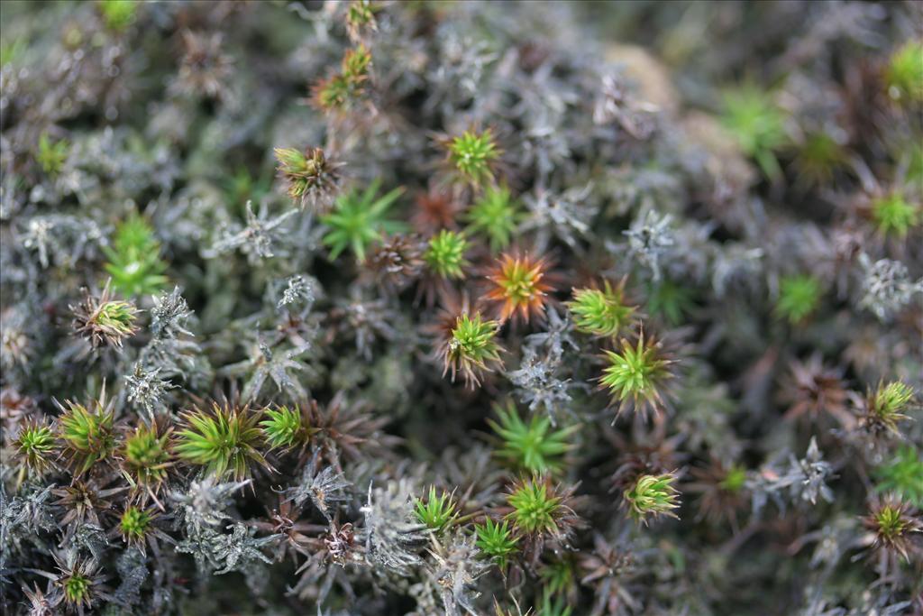 Polytrichum commune var. perigoniale (door Laurens Sparrius)