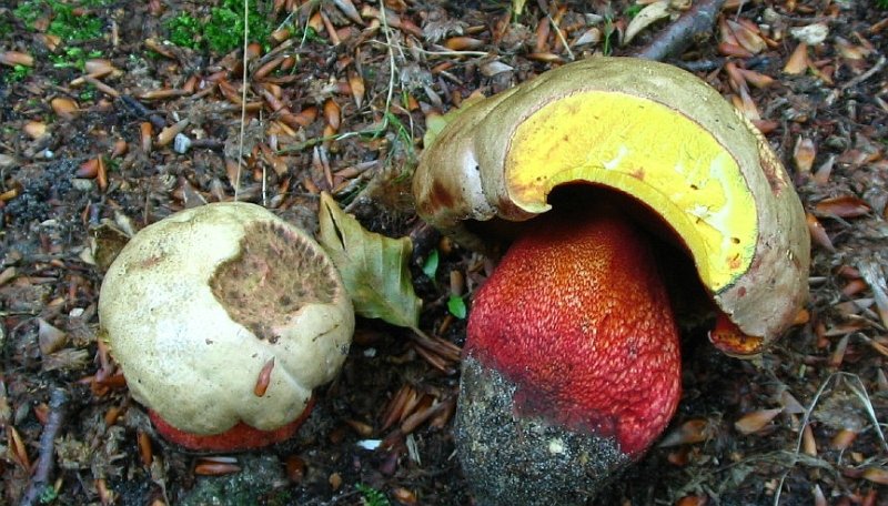 Rubroboletus rhodoxanthus (door Martijn Oud)