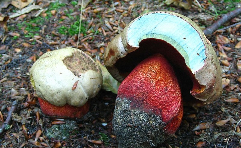 Rubroboletus rhodoxanthus (door Martijn Oud)