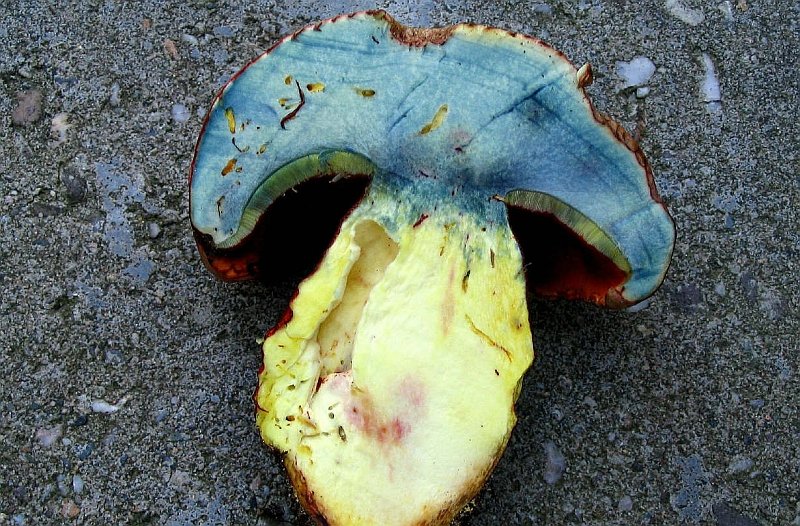 Rubroboletus rhodoxanthus (door Martijn Oud)