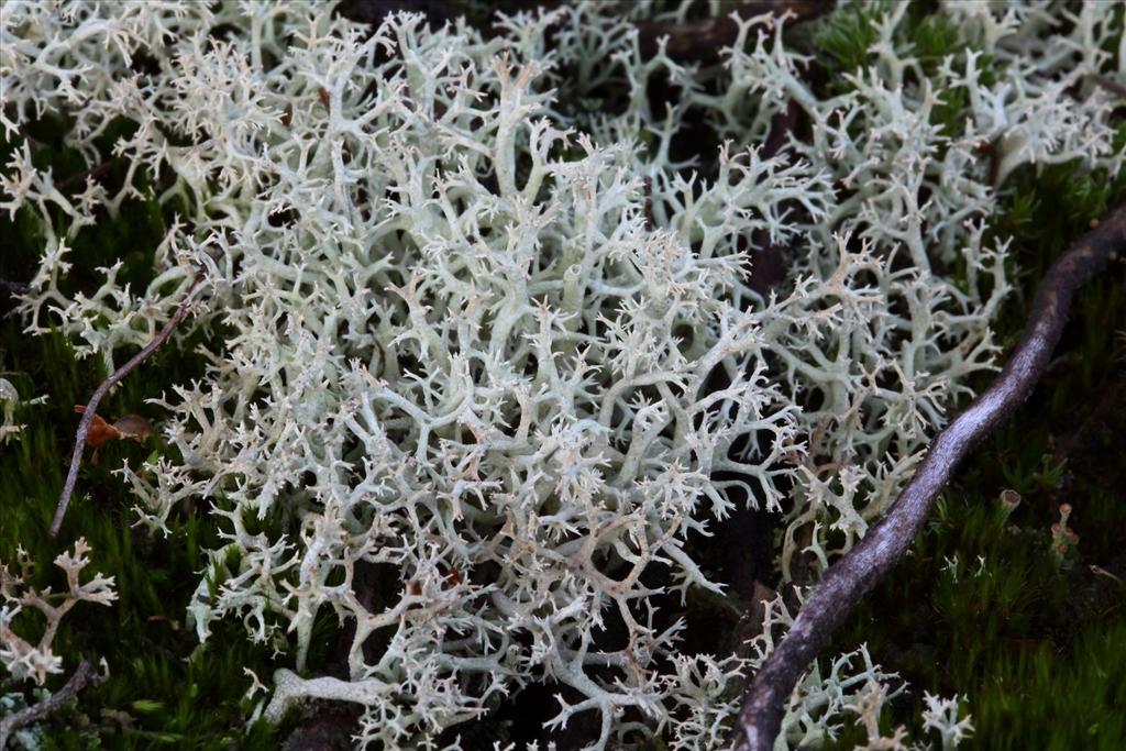 Cladonia portentosa (door Gerard Blokhuis)