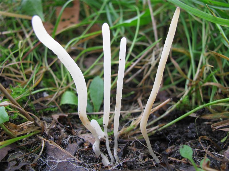 Clavaria falcata (door Hans Keppel)