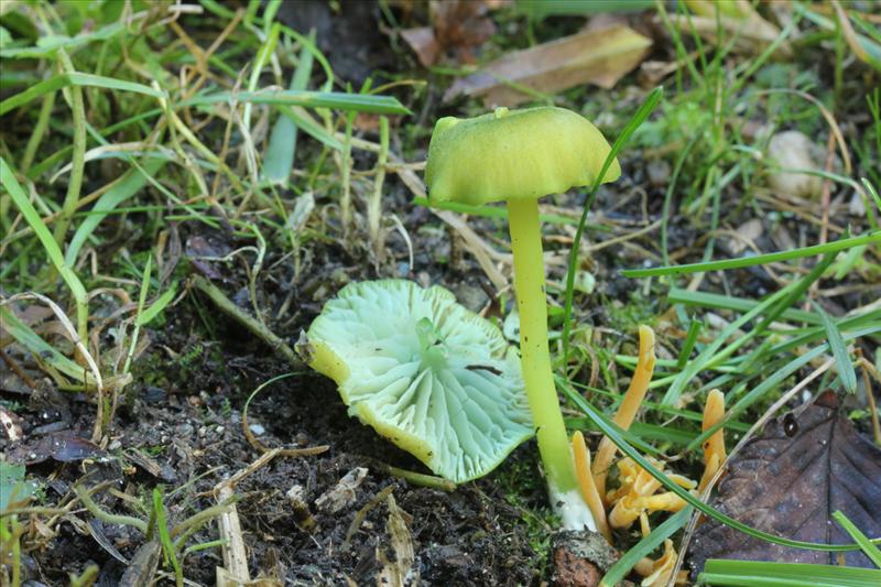 Entoloma incanum sl, incl. verae (door Sonja van Baren)