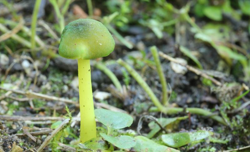 Entoloma incanum (door Sonja van Baren)