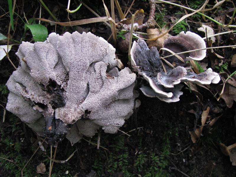 Phellodon melaleucus (door Hans Keppel)