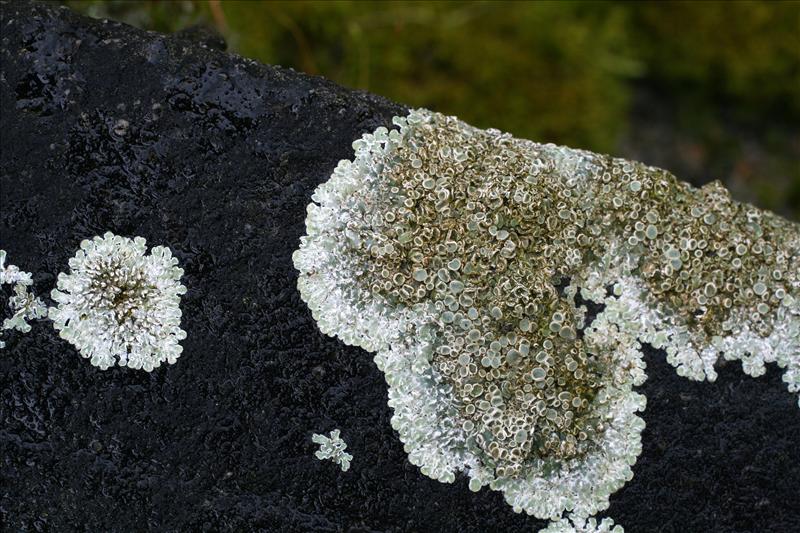 Lecanora muralis (door Corry Abbink-Meijerink)