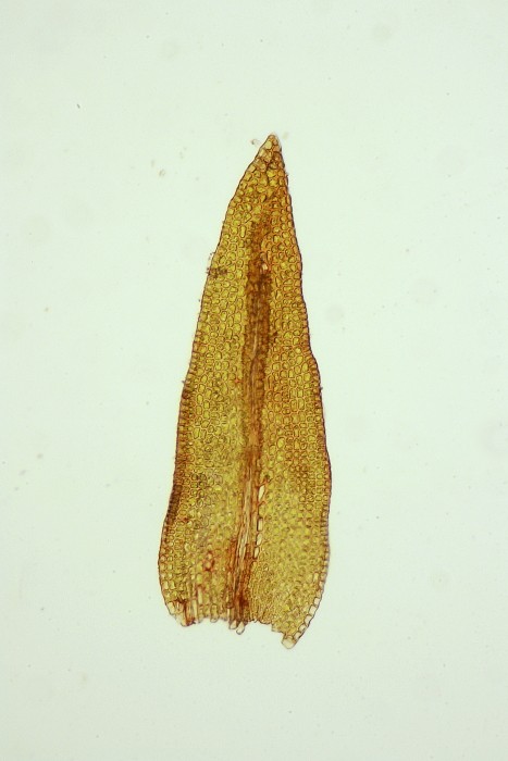 Didymodon luridus (door Jan Kersten)