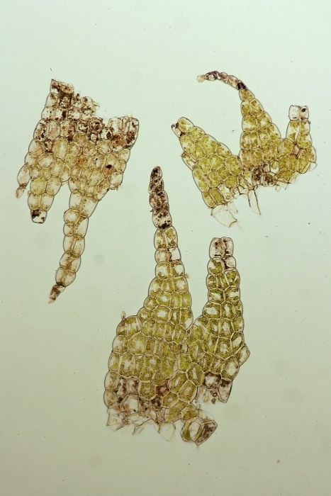 Chiloscyphus polyanthos (door Jan Kersten)