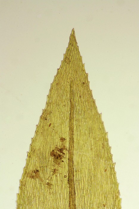 Oxyrrhynchium speciosum (door Jan Kersten)