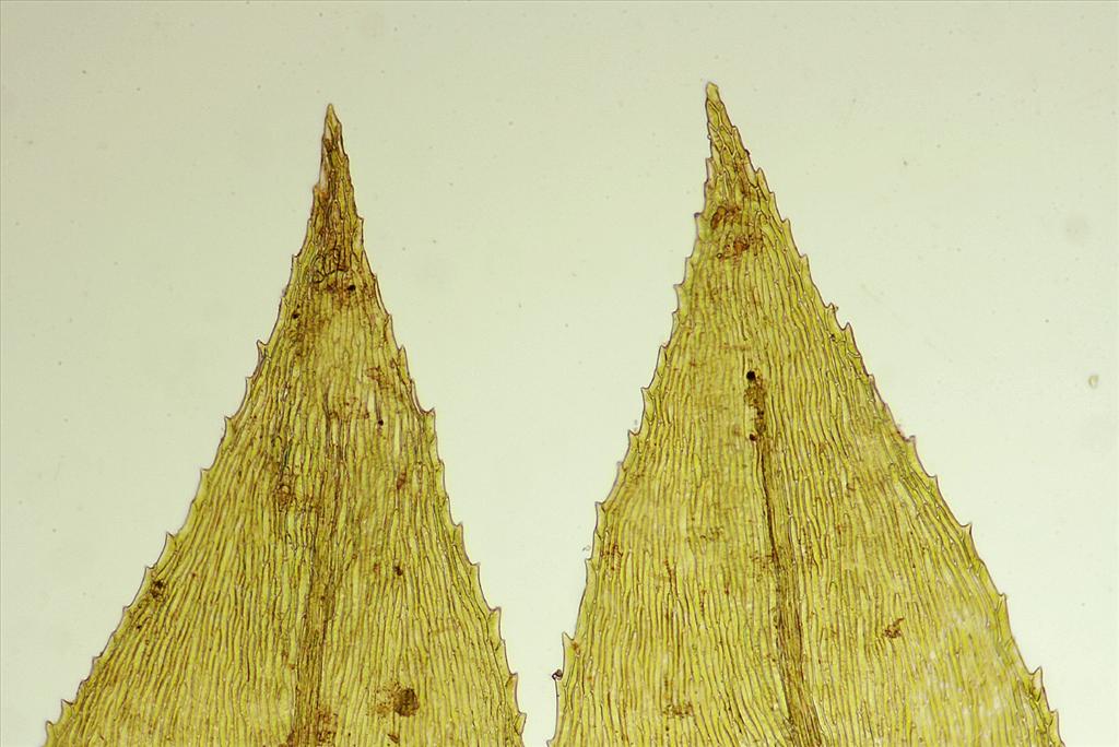 Oxyrrhynchium speciosum (door Jan Kersten)