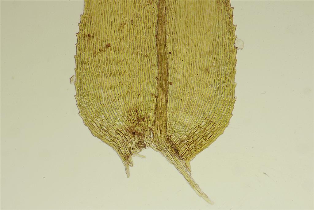 Oxyrrhynchium speciosum (door Jan Kersten)