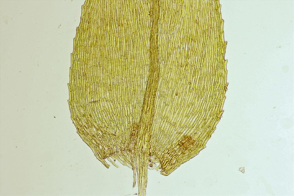 Oxyrrhynchium speciosum (door Jan Kersten)