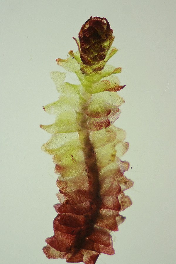 Lophozia capitata (door Jan Kersten)