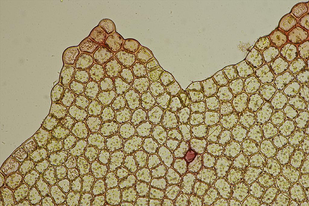 Lophozia capitata (door Jan Kersten)