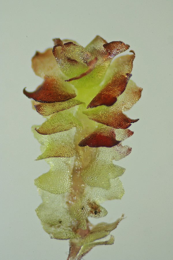 Lophozia capitata (door Jan Kersten)