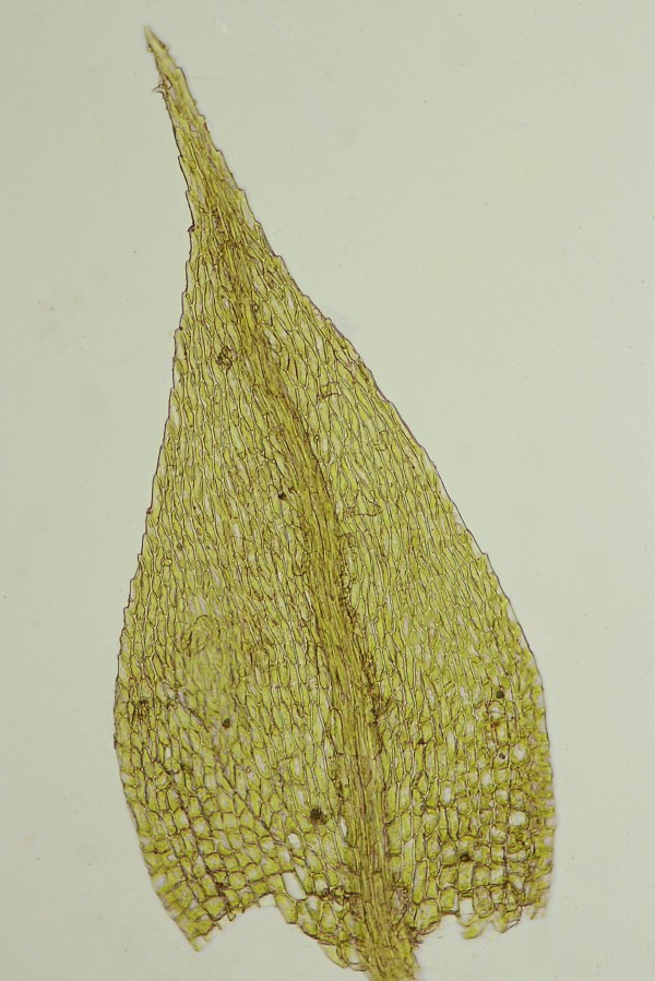 Brachythecium reflexum (door Jan Kersten)