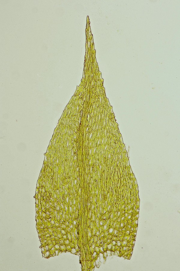 Brachythecium reflexum (door Jan Kersten)