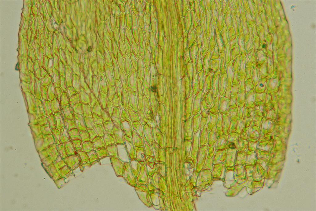 Brachythecium reflexum (door Jan Kersten)