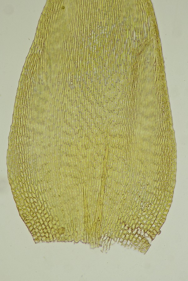 Pylaisia polyantha (door Jan Kersten)