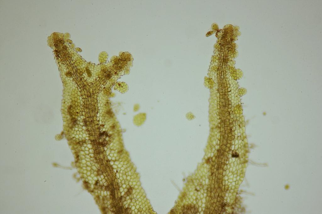 Metzgeria fruticulosa (door Jan Kersten)