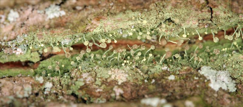 Chaenotheca furfuracea (door Norbert Stapper)