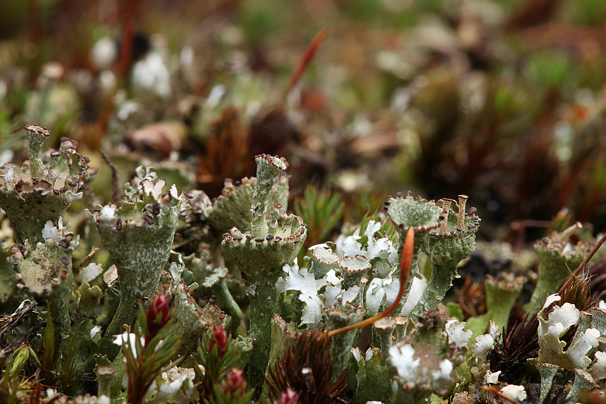 Cladonia cervicornis (door Willy Heimeriks)