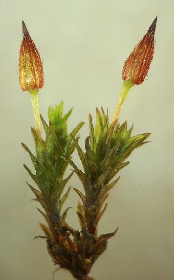 Orthotrichum anomalum (door Jan Kersten)