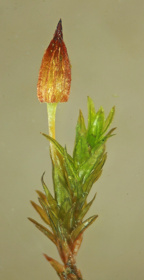 Orthotrichum anomalum (door Jan Kersten)