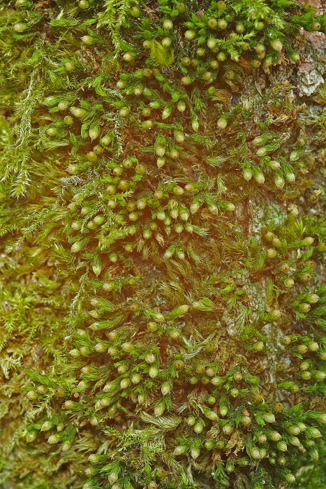 Orthotrichum patens (door Jan Kersten)