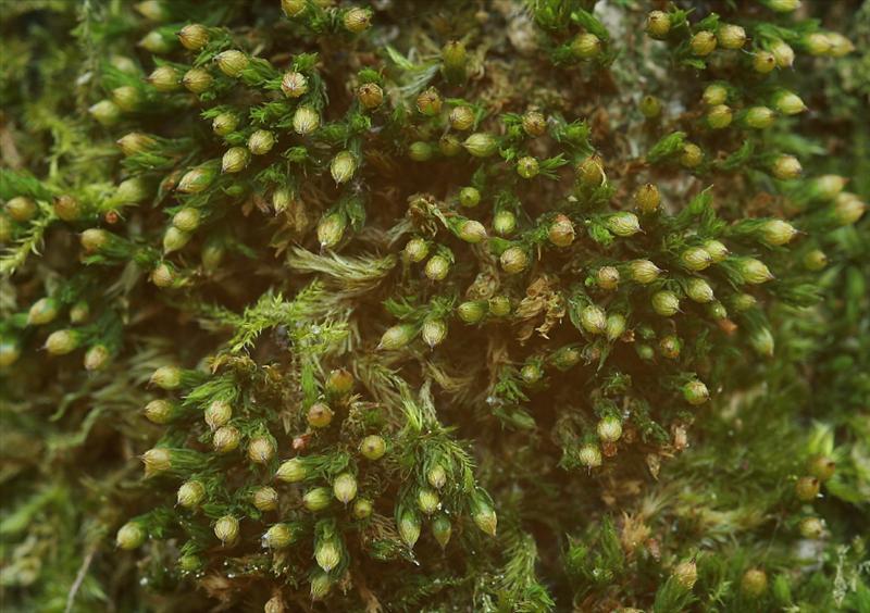 Orthotrichum patens (door Jan Kersten)