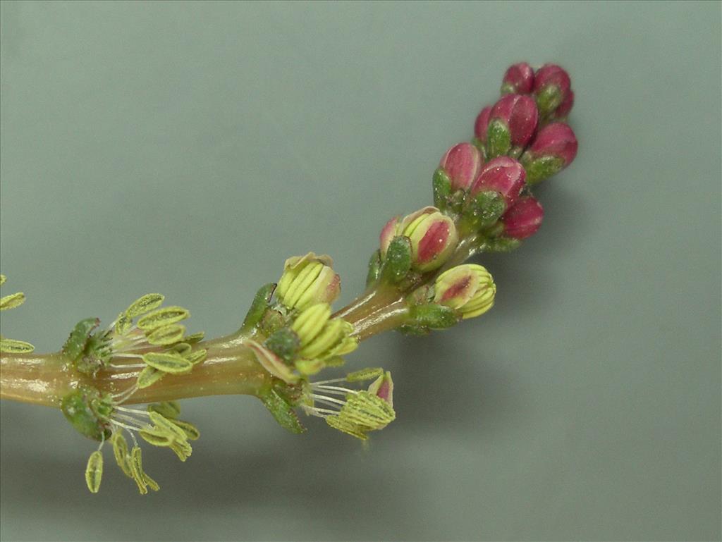 Myriophyllum spicatum (door Arie van den Bremer)