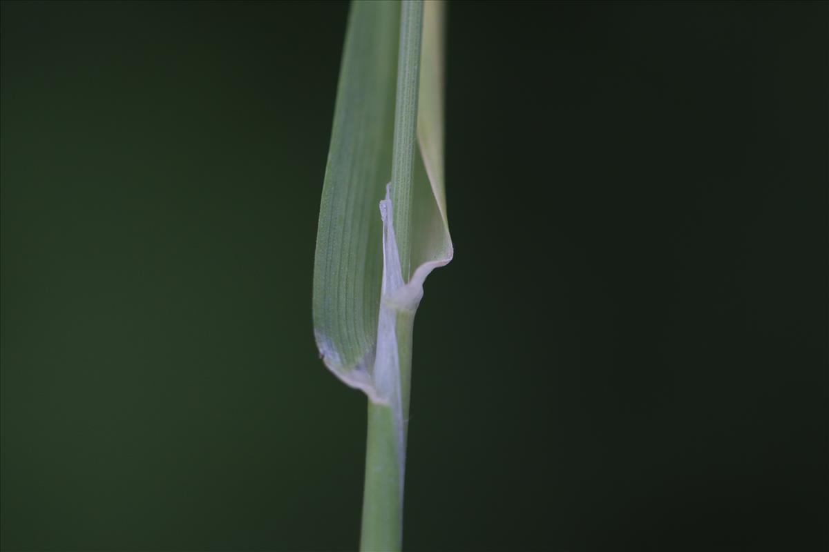 Briza maxima (door Jorian Eijkelboom)