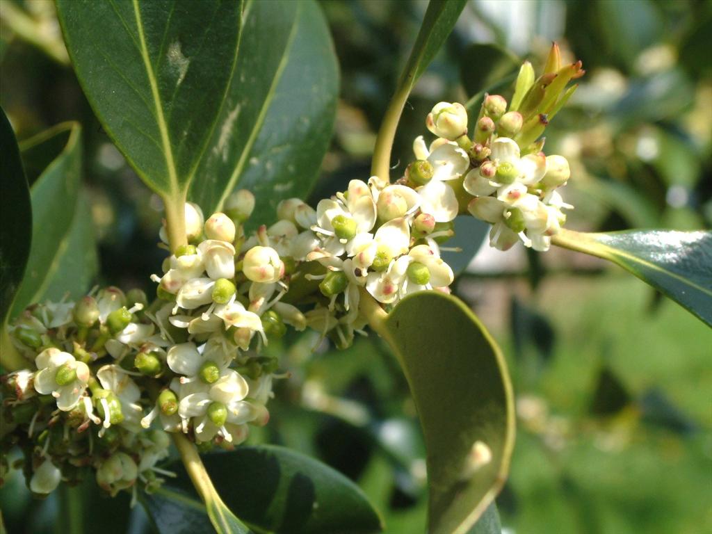 Ilex aquifolium (door Adrie van Heerden)