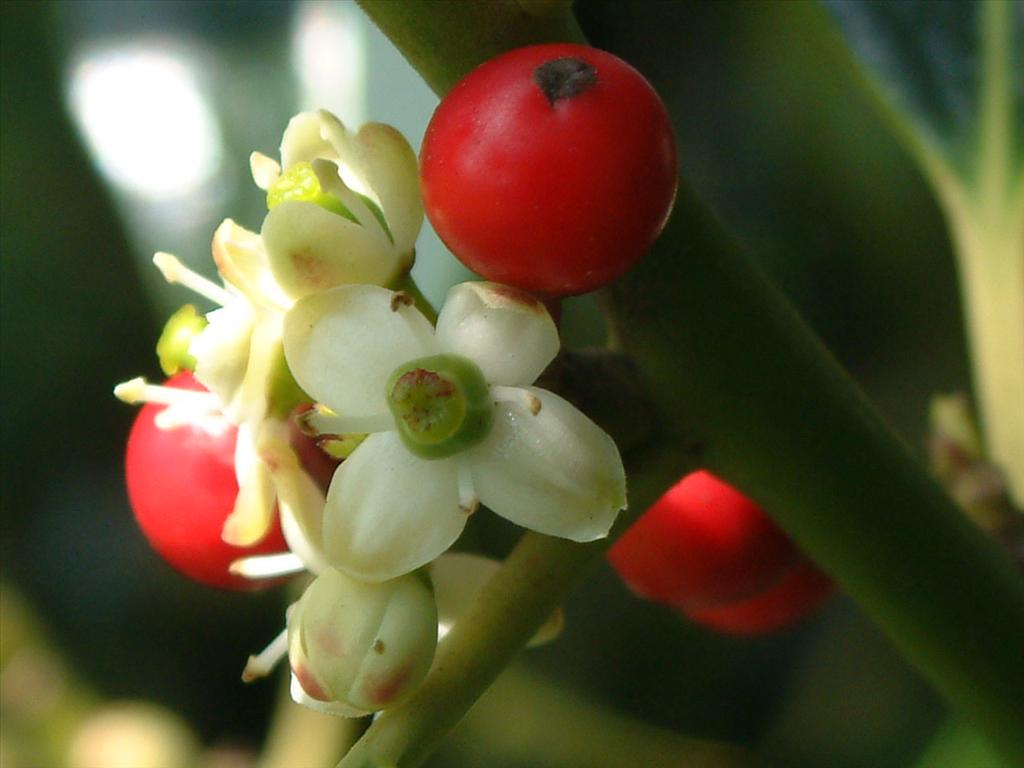 Ilex aquifolium (door Adrie van Heerden)