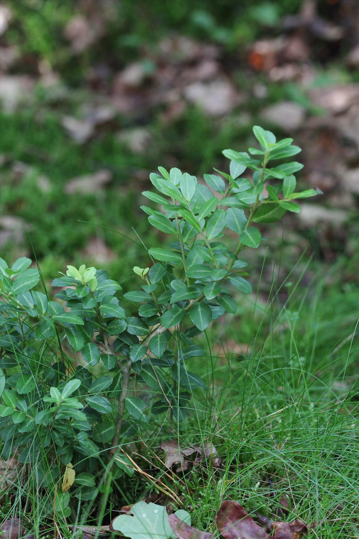 Ilex crenata (door Edwin de Weerd)