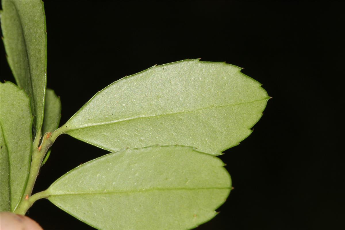 Ilex crenata (door Edwin de Weerd)