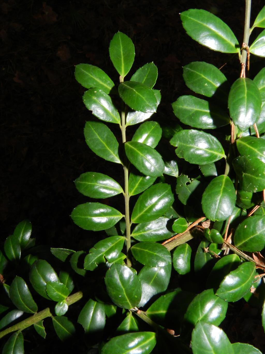 Ilex crenata (door Rutger Barendse)