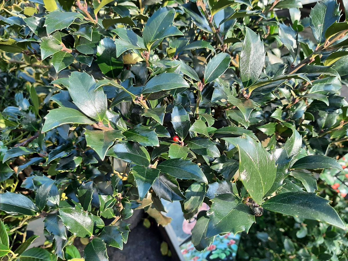 Ilex x meserveae (door Ruud Beringen)