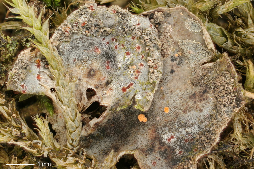 Illosporium carneum (door Norbert Stapper)