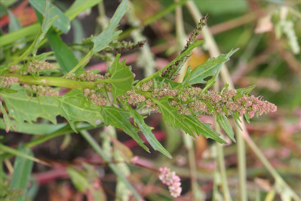 Oxybasis rubra (door Rudolf van der Schaar)