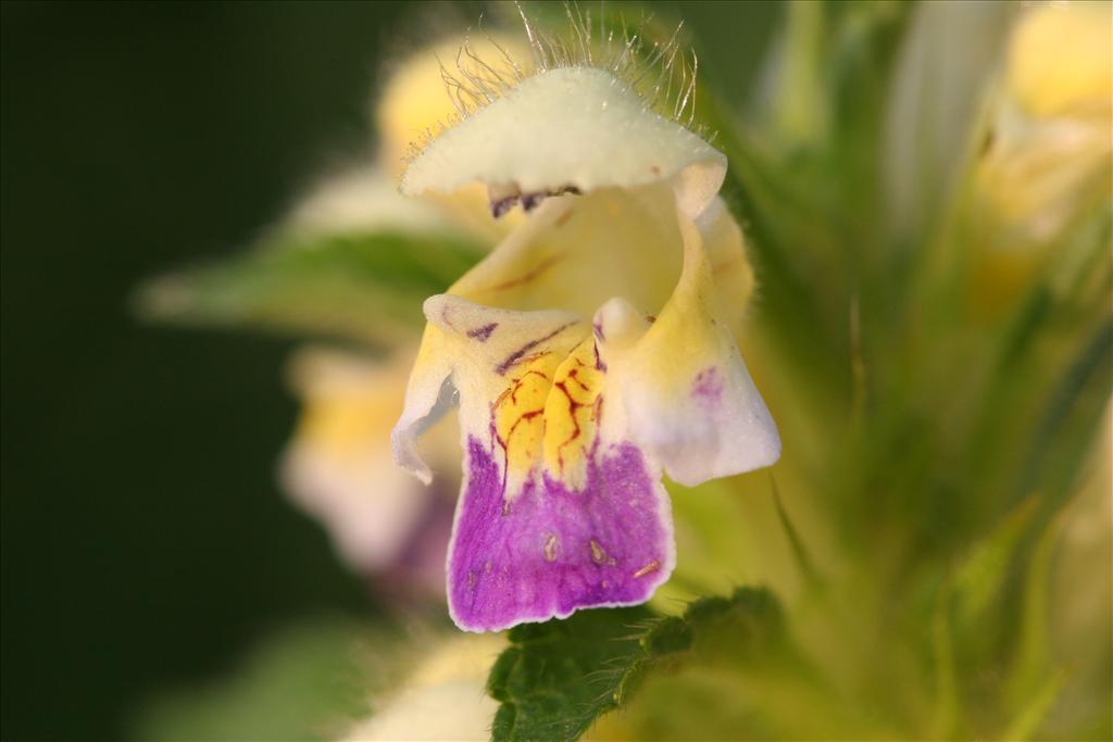 Galeopsis speciosa (door Rudolf van der Schaar)