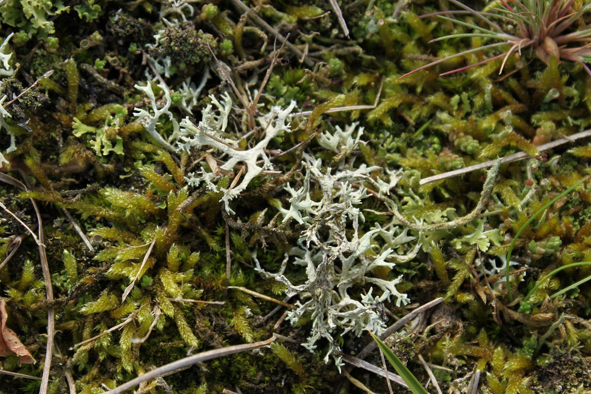 Evernia prunastri (door Laurens Sparrius)