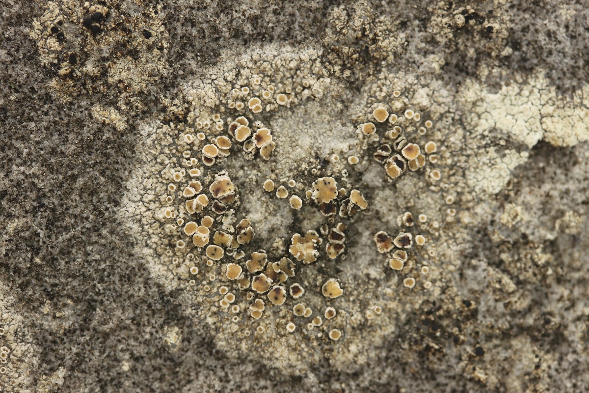 Lecanora chlarotera (door Laurens Sparrius)