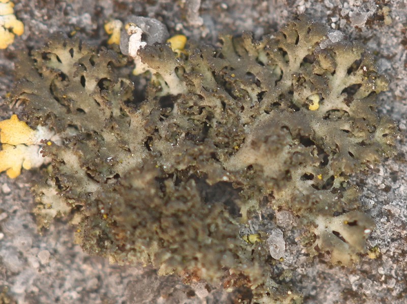 Phaeophyscia nigricans (door Laurens Sparrius)