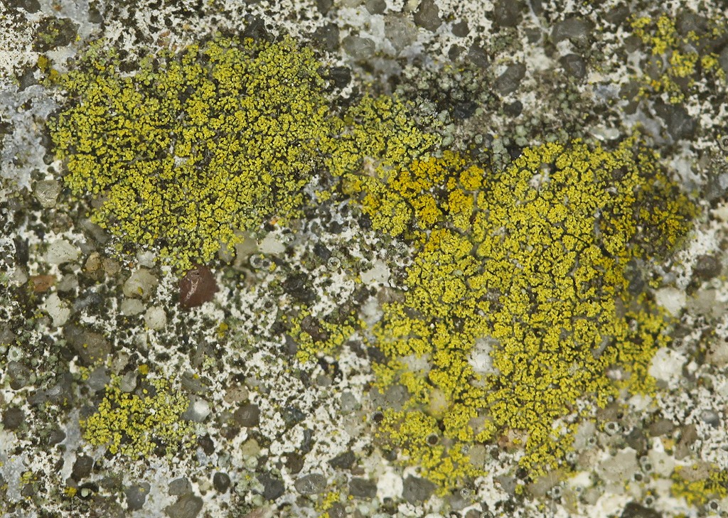 Flavoplaca citrina (door Laurens Sparrius)