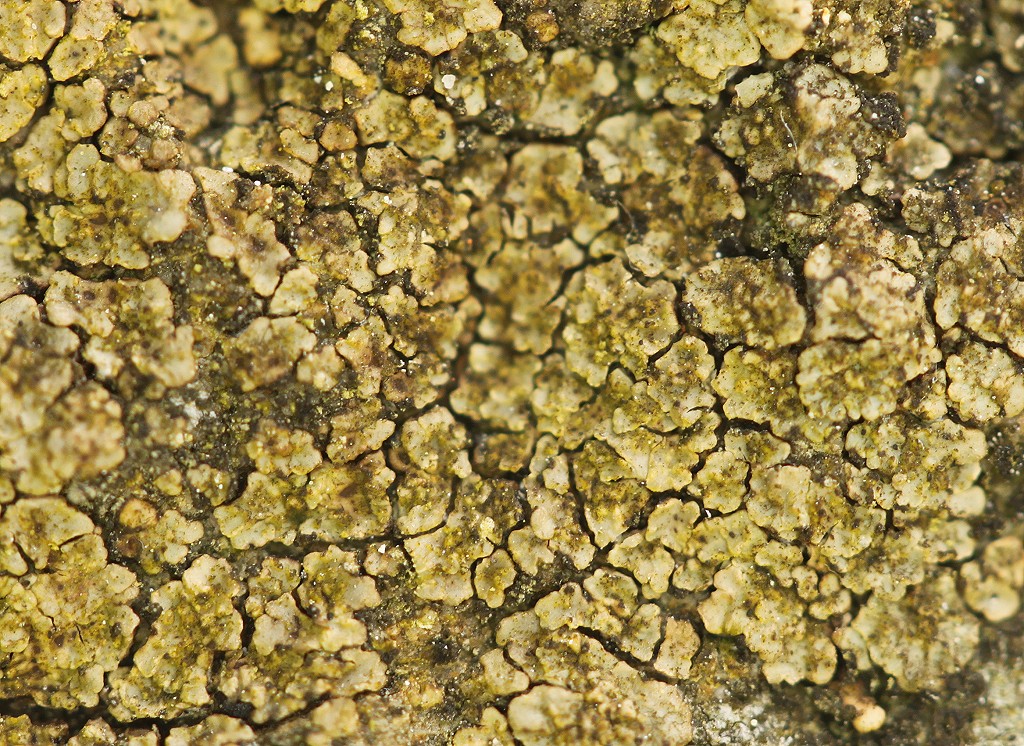 Acarospora fuscata (door Laurens Sparrius)